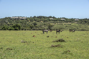 Kariega Game Reserve Settlers Drift Alexandria  Exterior photo